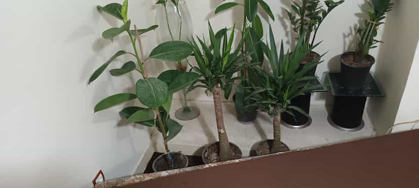 عکس گل طلایی در زیباشهر اهواز