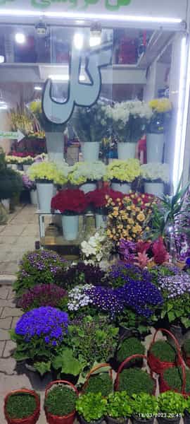 عکس گل ناز در خرمکوشک اهواز