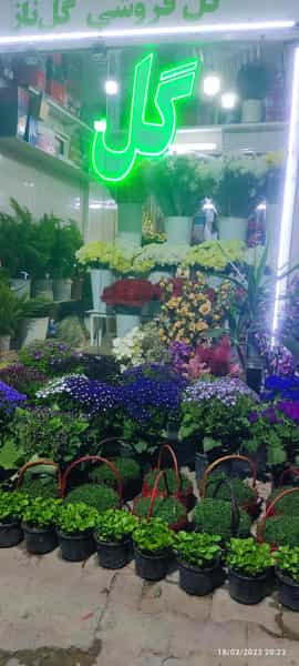 عکس گل ناز در خرمکوشک اهواز