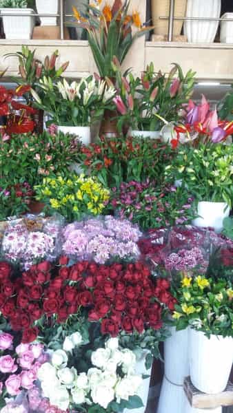عکس گلسرای شیرالی شهرک توسعه نیشکر اهواز