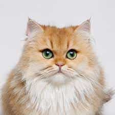 عکس پت شاپ پتریزو در سعادت آباد