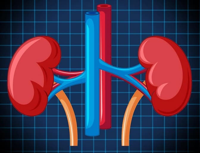 درمان اختلالات کلیه