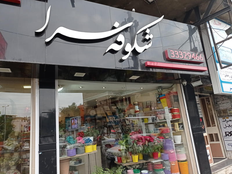 عکس شکوفه سرا در حافظ رشت