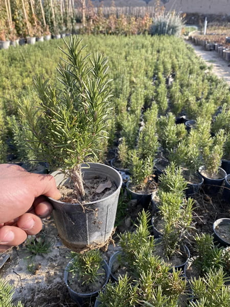 عکس نهال درخت گل وگیاه فروشی نهالستان سرویس خدمات گلهای خانگی گیاهان آپارتمانی در حصار بوعلی  تهران