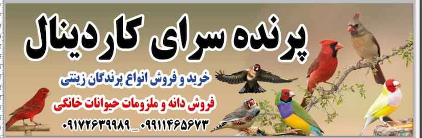 عکس پرنده سرای کاردینال در احمد اباد شیراز