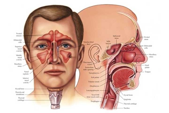 عکس متخصص گوش و حلق و بینی دکتر صالح محبی در سعادت آباد