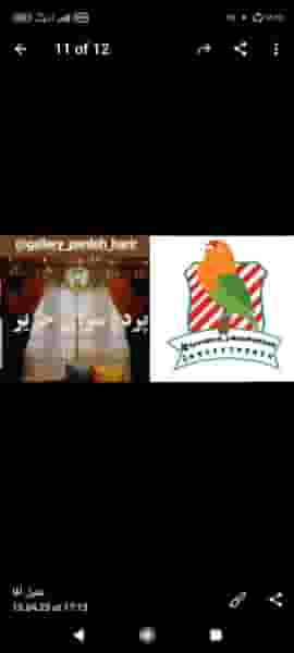 پرده سرای حریر در سعدی گرگان