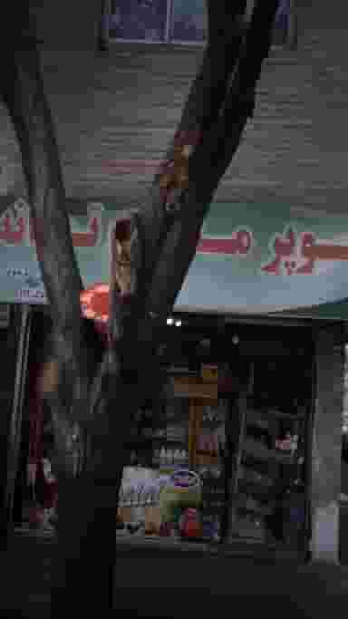 سوپرمارکت ترانه در شیوا